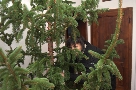 Allestimento albero (Francesca)